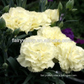 Beautiful Milk White Carnation Seeds Dianthus caryophyllus seeds for Sowing